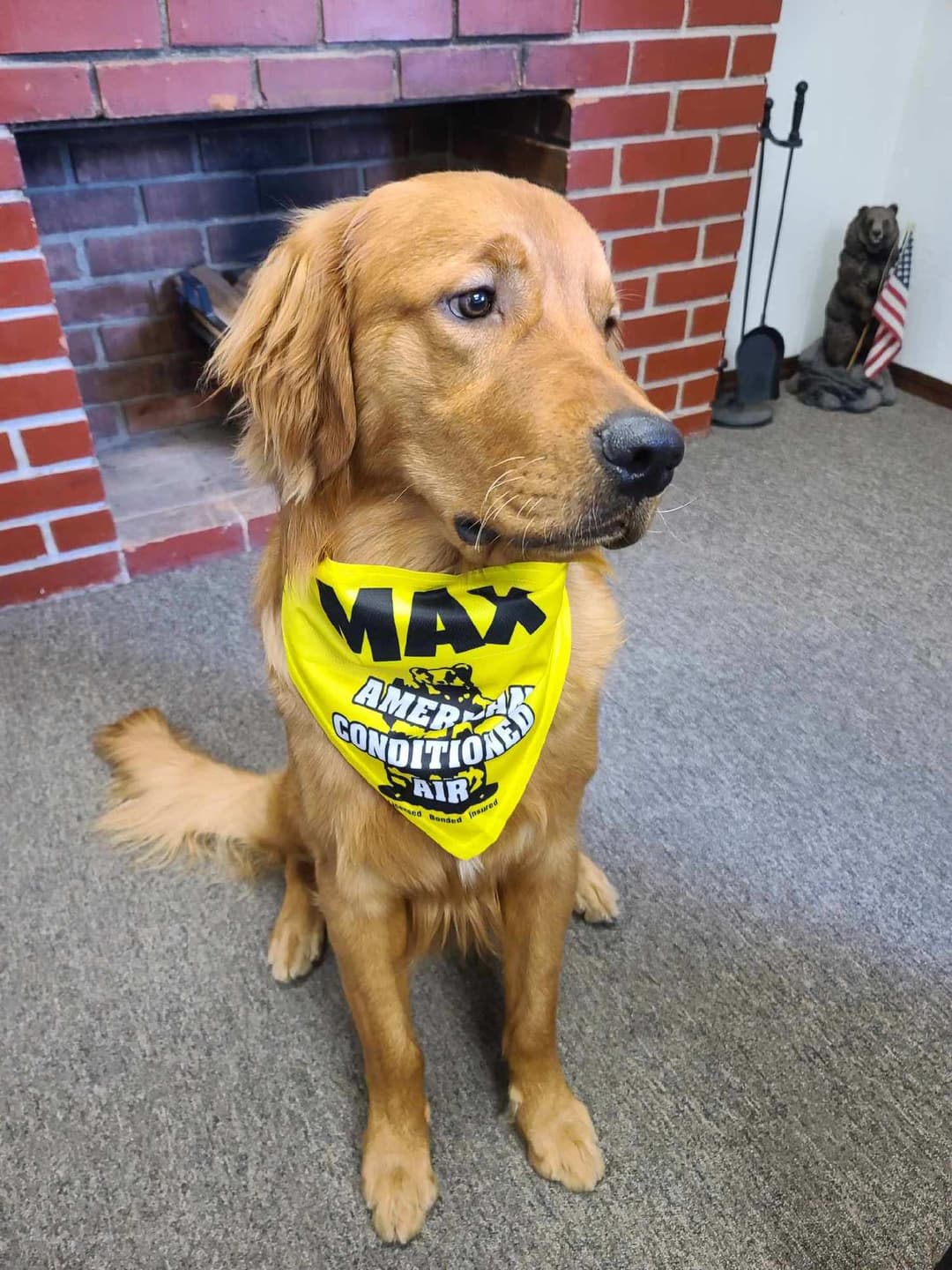 Max the ACA office dog wearing his American Conditioned Air bandana