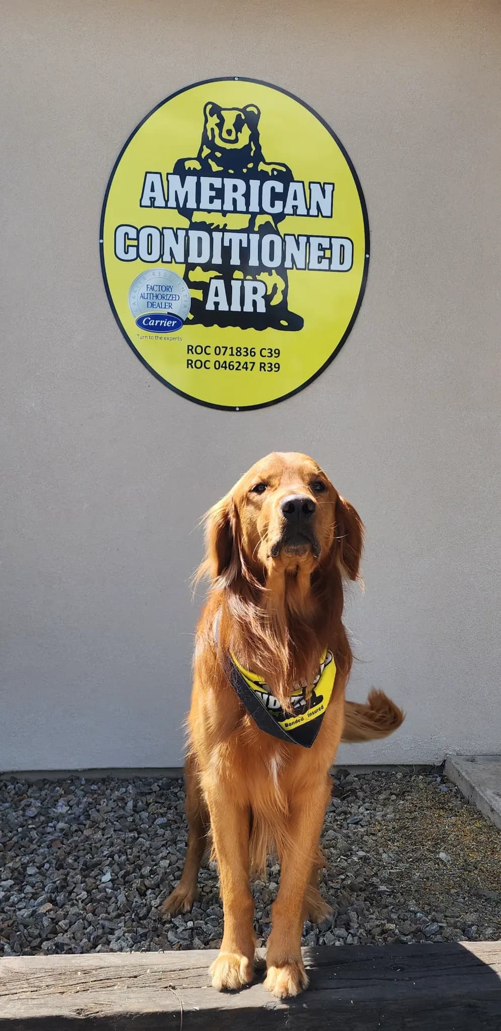 Max the golden retriever in front of the American Conditioned Air building sign